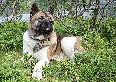 Amerikan Akita