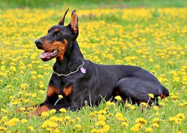 Doberman