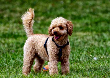 Poodle