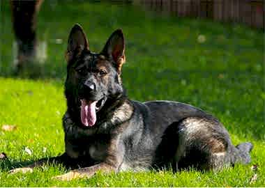 Working Line Alman Çoban Köpeği